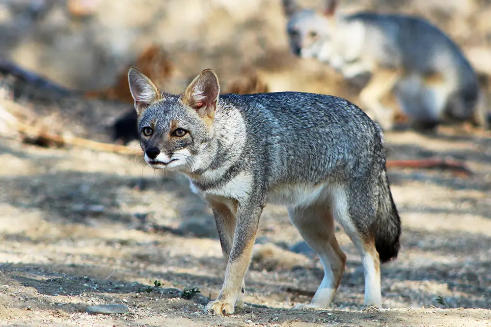 Sechuran fox (Lycalopex sechurae)