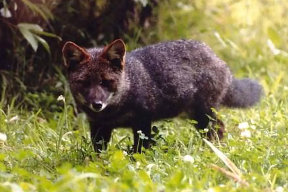 Darwin's Fox (Lycalopex fulvipes)
