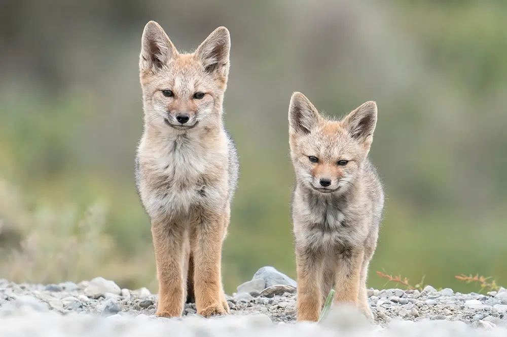 Patagonian fox pups