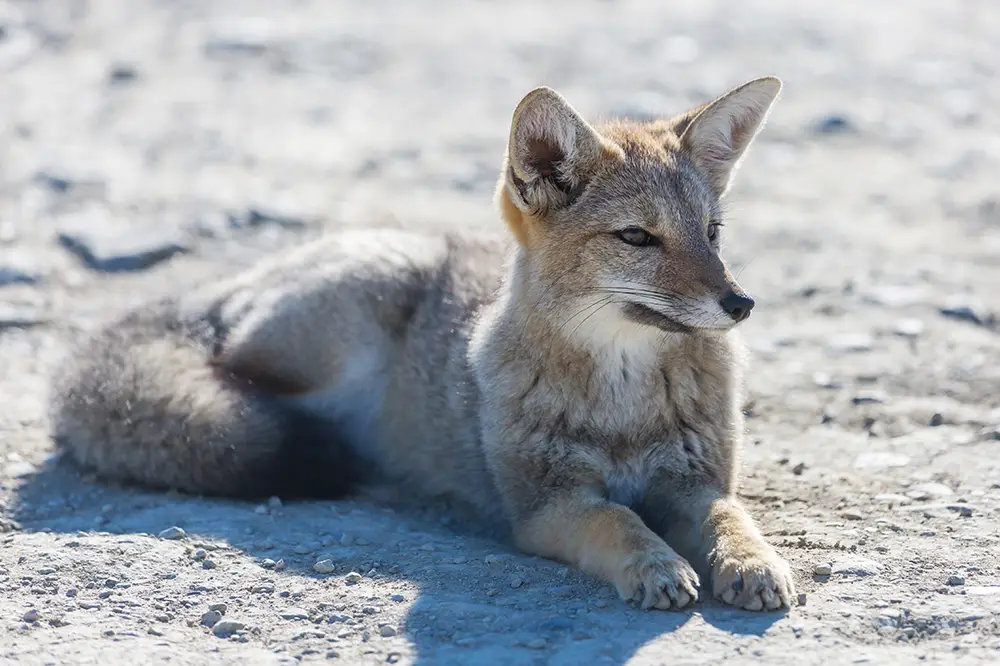 South American grey fox (Lycalopex griseus)