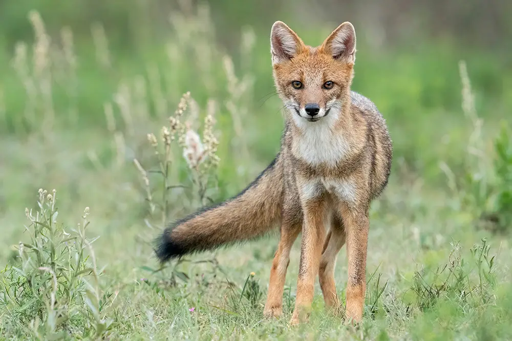 Pampas fox (Lycalopex gymnocercus)