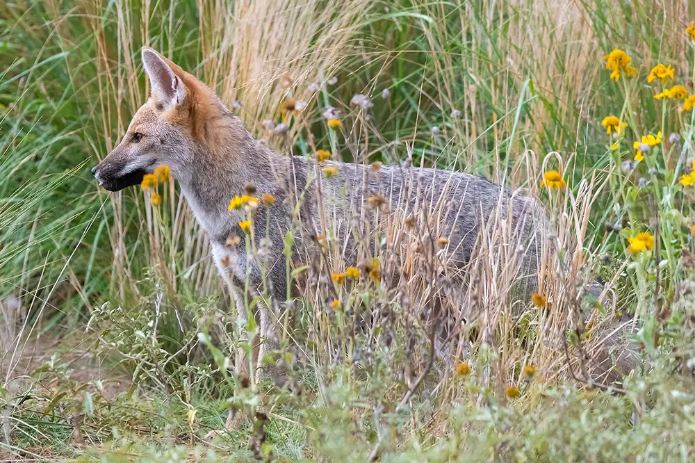 Pampas fox side profile