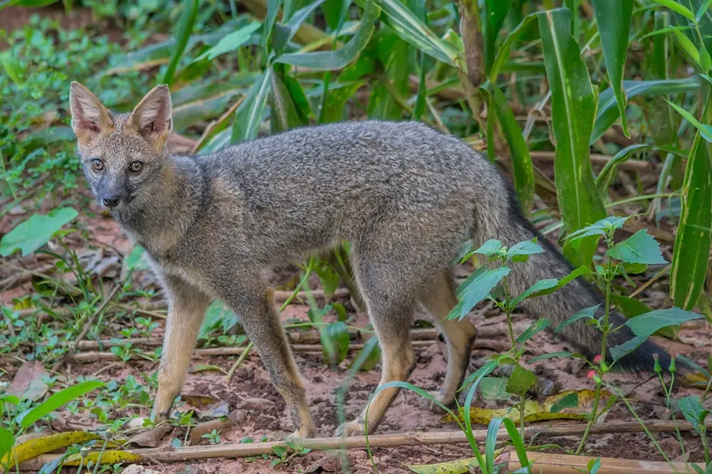 Hoary fox (Lycalopex vetulus)