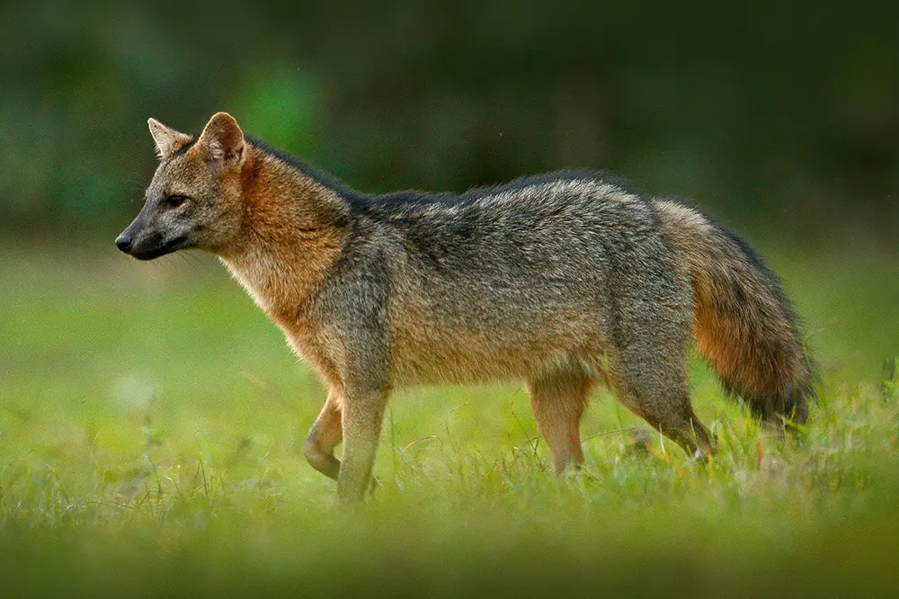 Crab-eating fox (Cerdocyon thous)