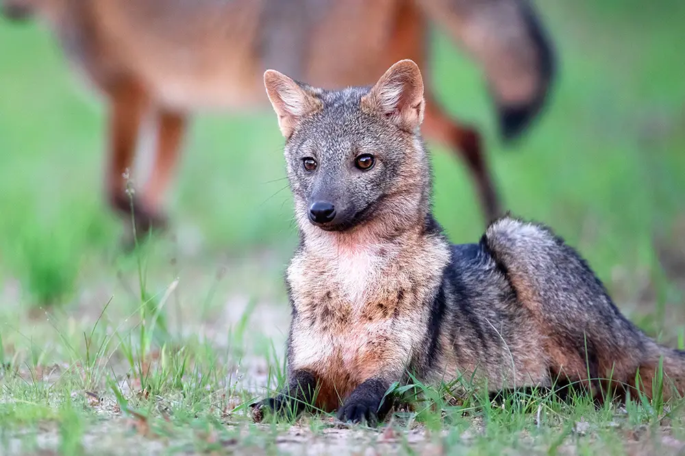 Crab-eating fox with colourful coat