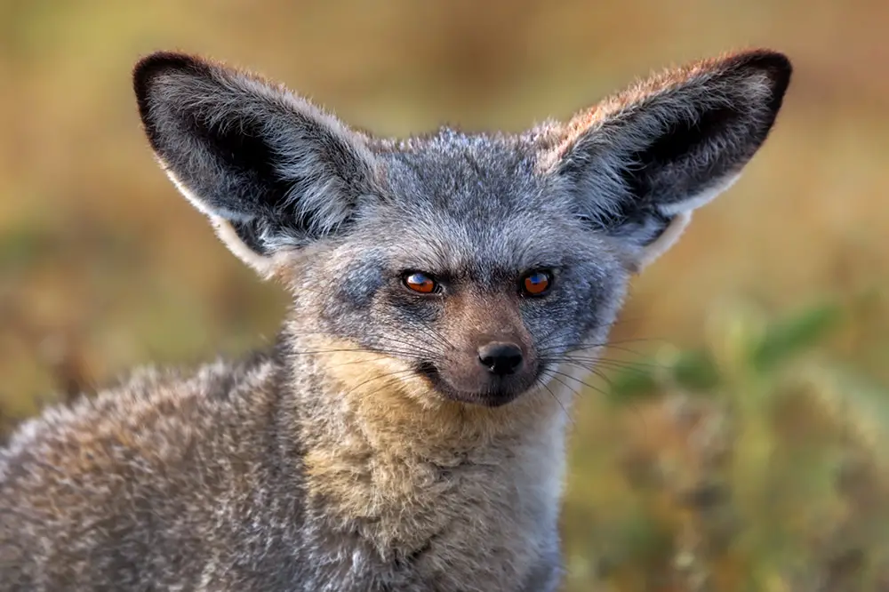 Bat-eared fox with large ears