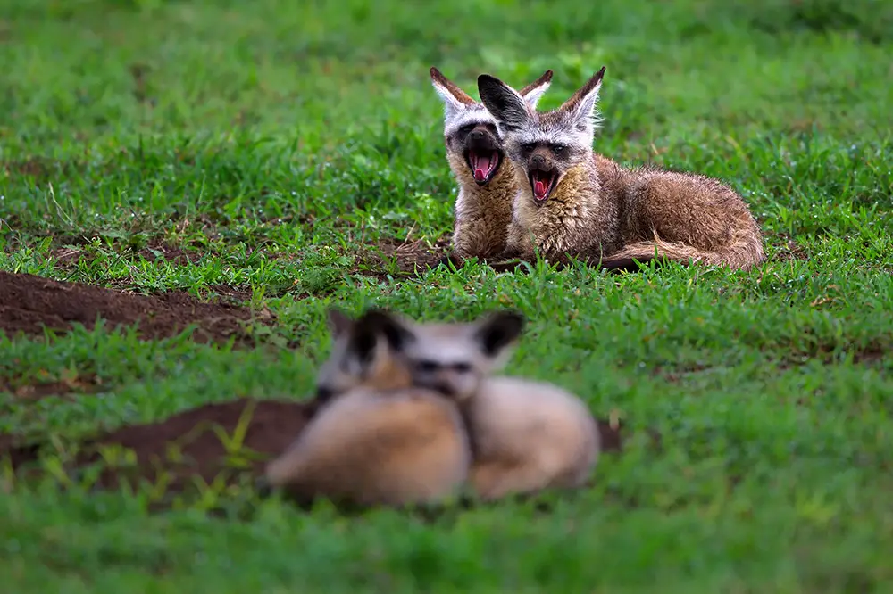Sociable group of bat-eared foxes