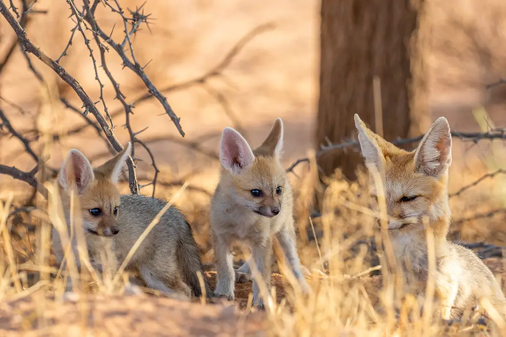 Cape fox vixen with multiple pups