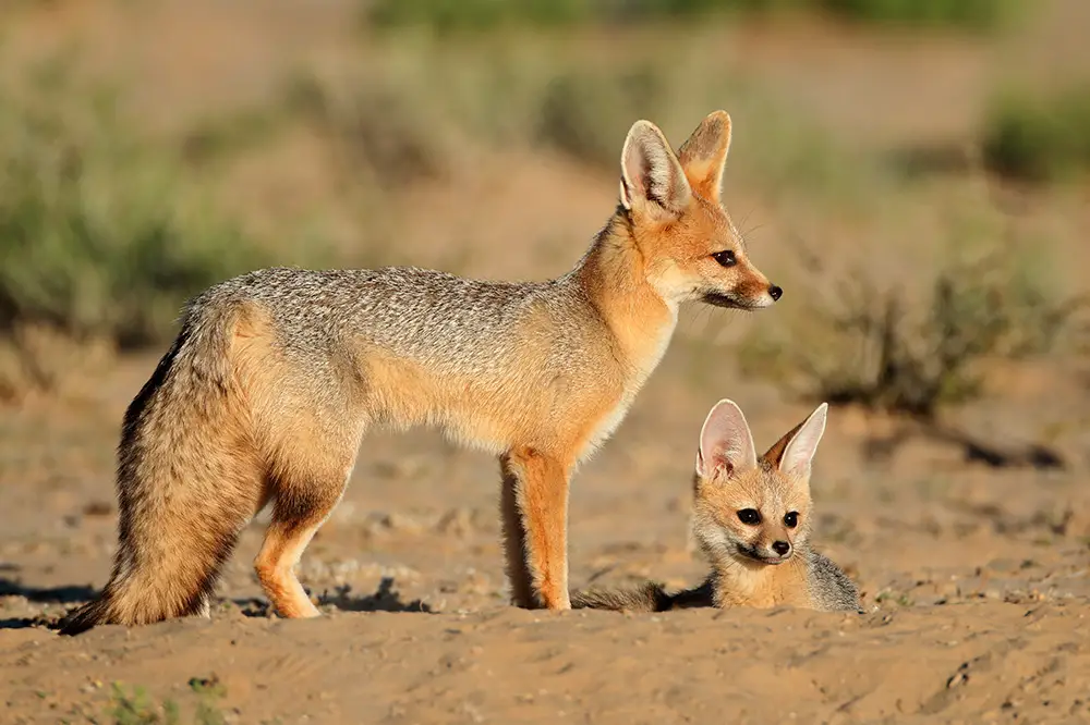 Cape fox vixen with pup