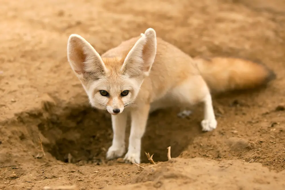 Fennec fox digging