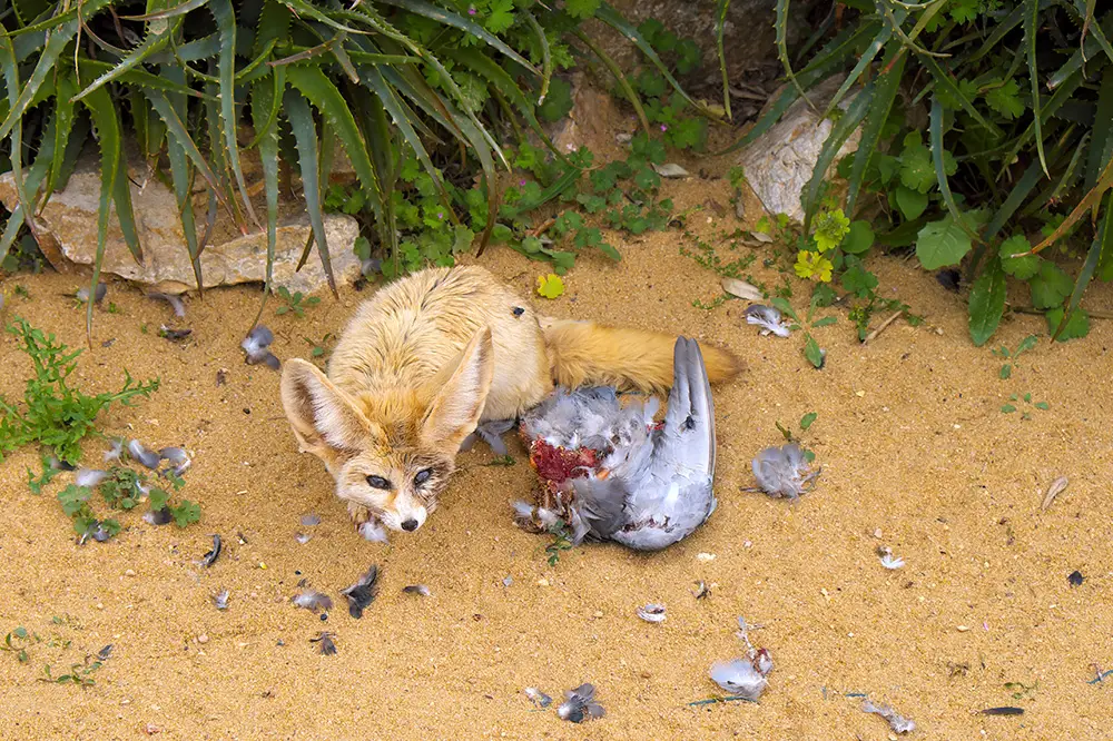 Fennec fox with a bird