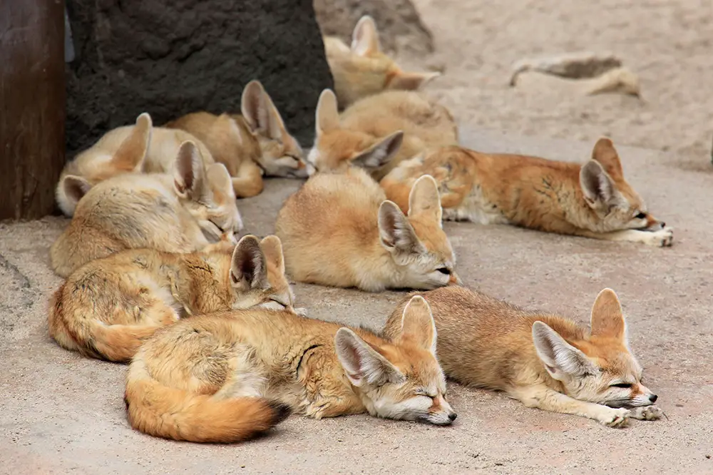 Group of fennec foxes
