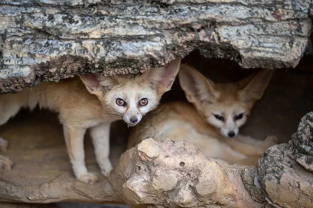 Pair of Fennec foxes escaping the heat of the day