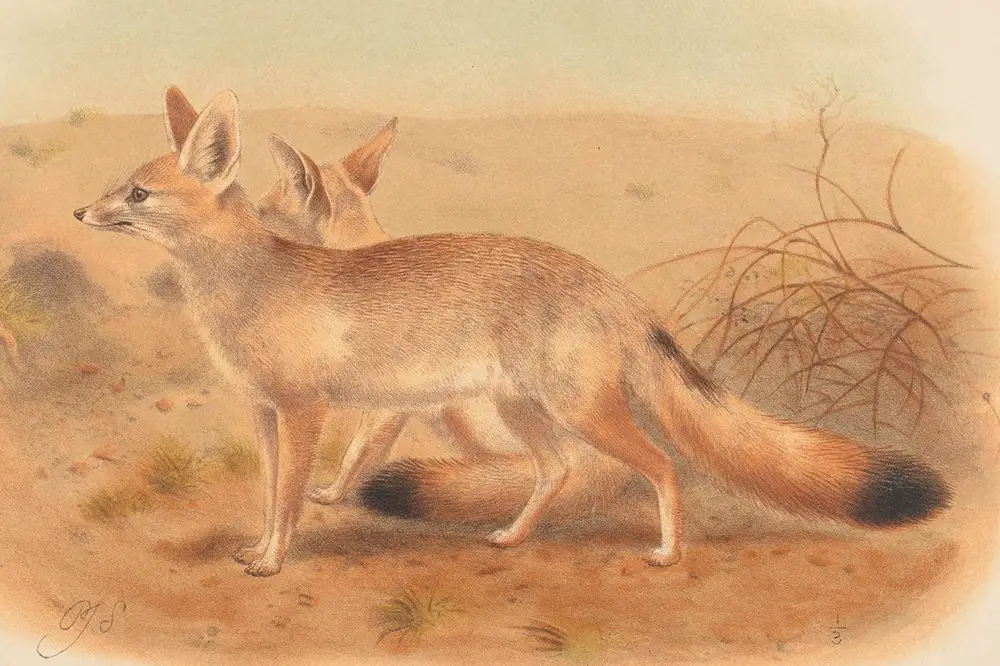 Illustration of a Pale fox