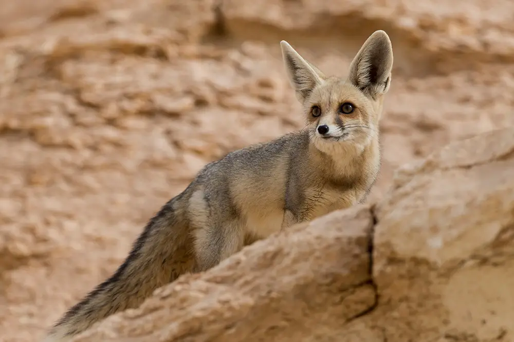 Rüppell's fox (Vulpes rueppellii)