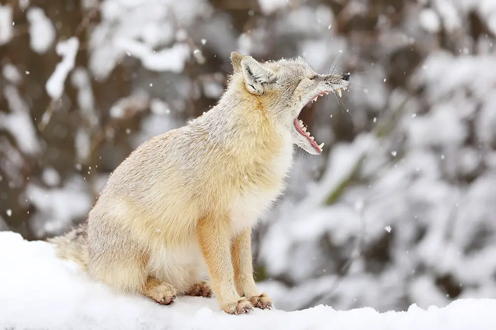 Corsac fox yawning in the snow