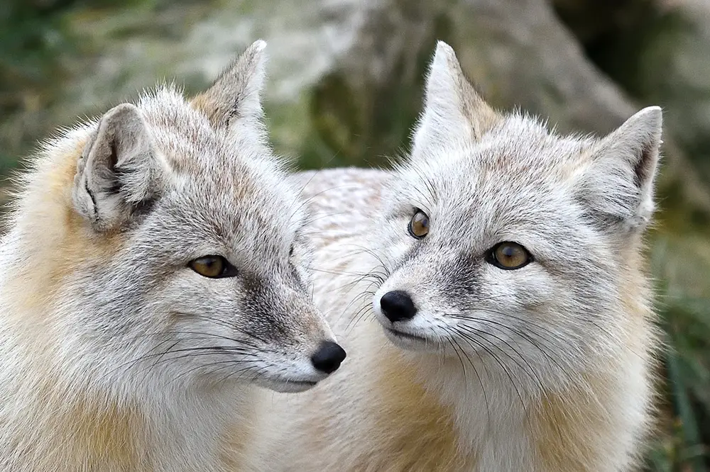 Majestic pair of corsac foxes