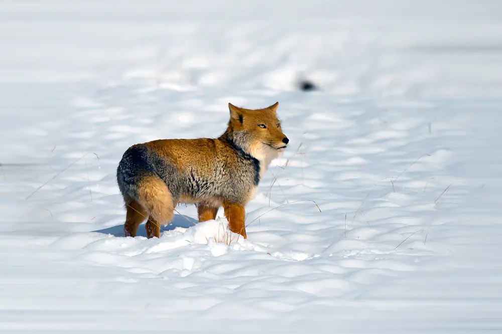 Tibetan fox in the snow