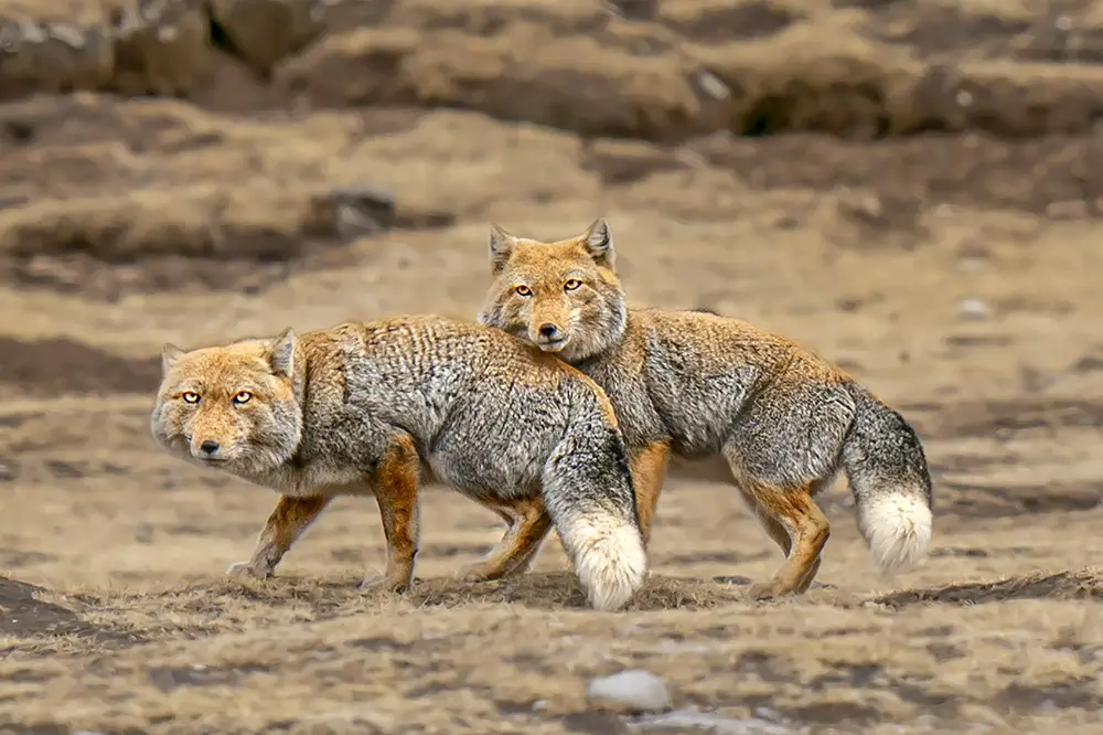 Tibetan foxes of the Tibetan Plateaux