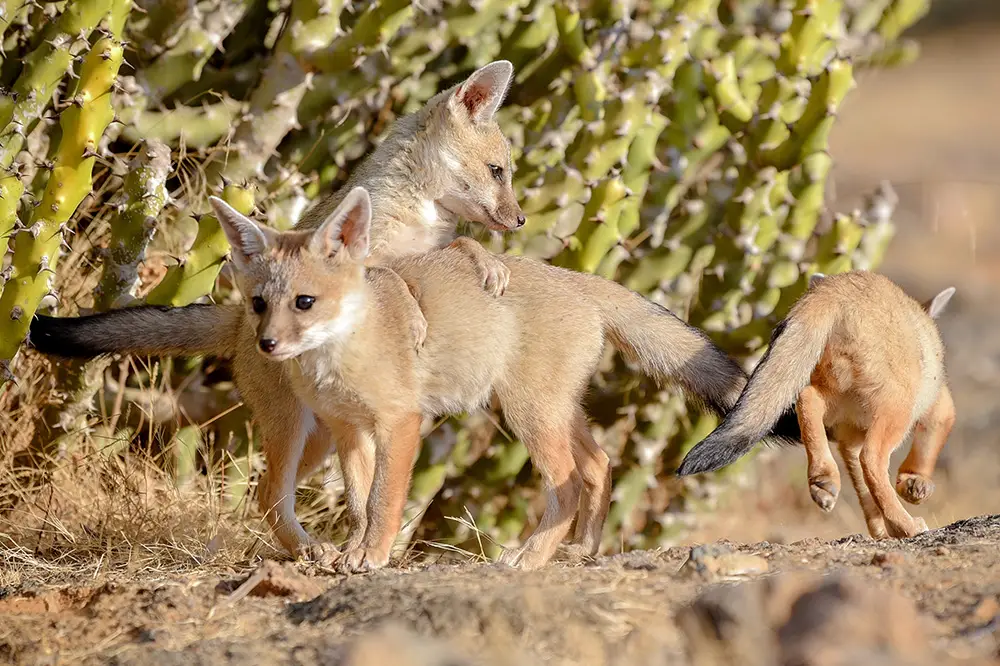 Bengal fox pups playing
