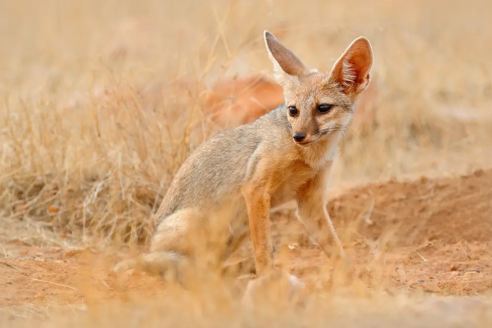 Bengal/Indian fox next to den entrance