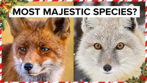 All 22 Species of Foxes (With 40+ HD Photos)
