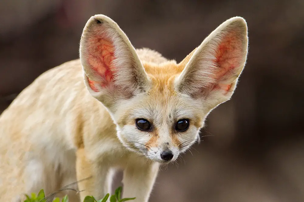 Fennec fox from North Africa