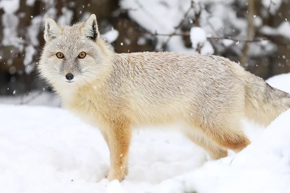 Corsac fox in winter pelage