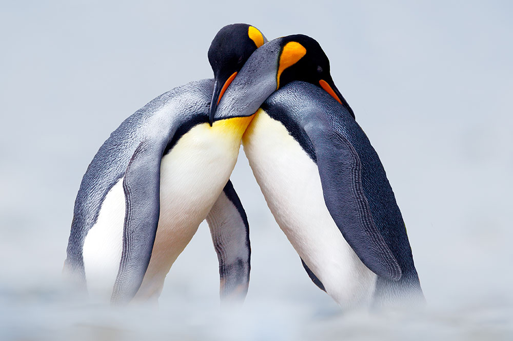 Pair of King penguins