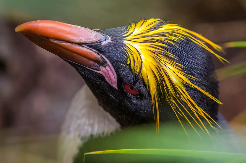 The spectacular crest of the Macaroni penguin