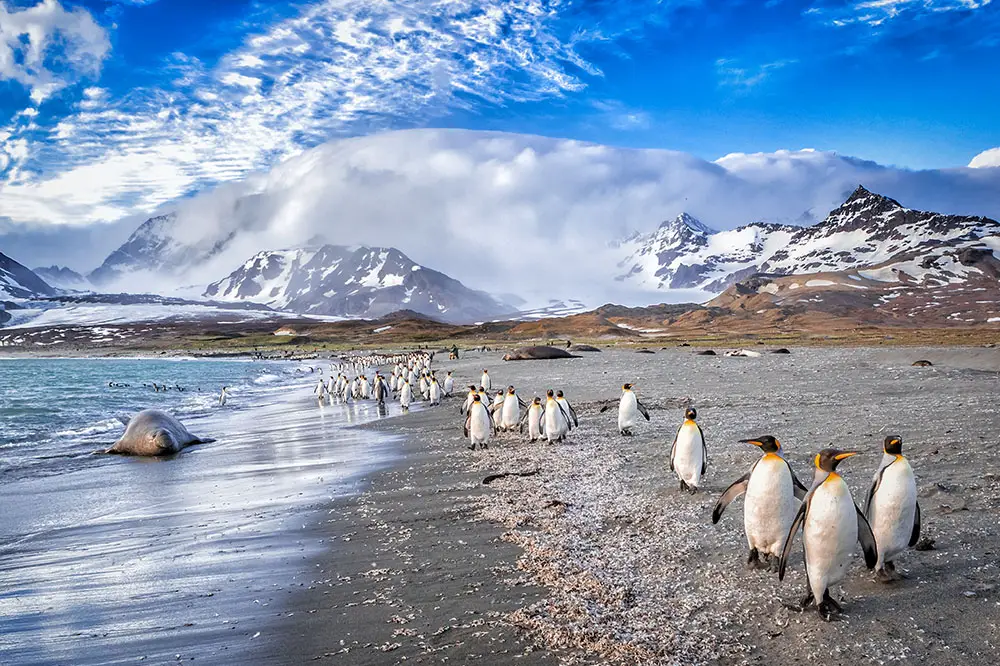 King Penguins at St. Andrews Bay on South Georgia