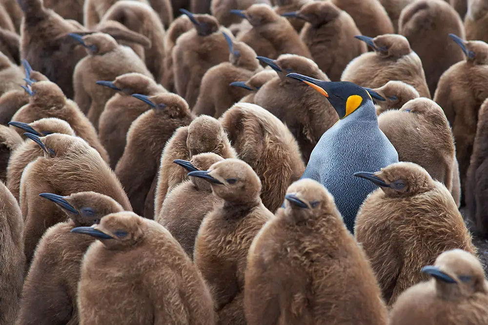 King penguin adult with chicks