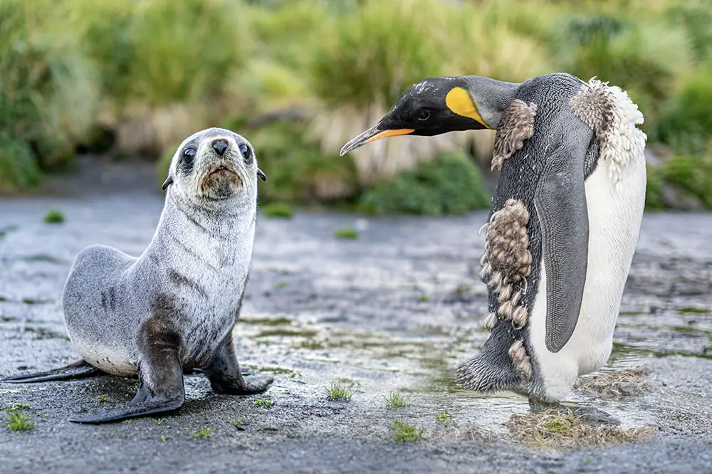 King penguin moulting next to seal on South Georgia