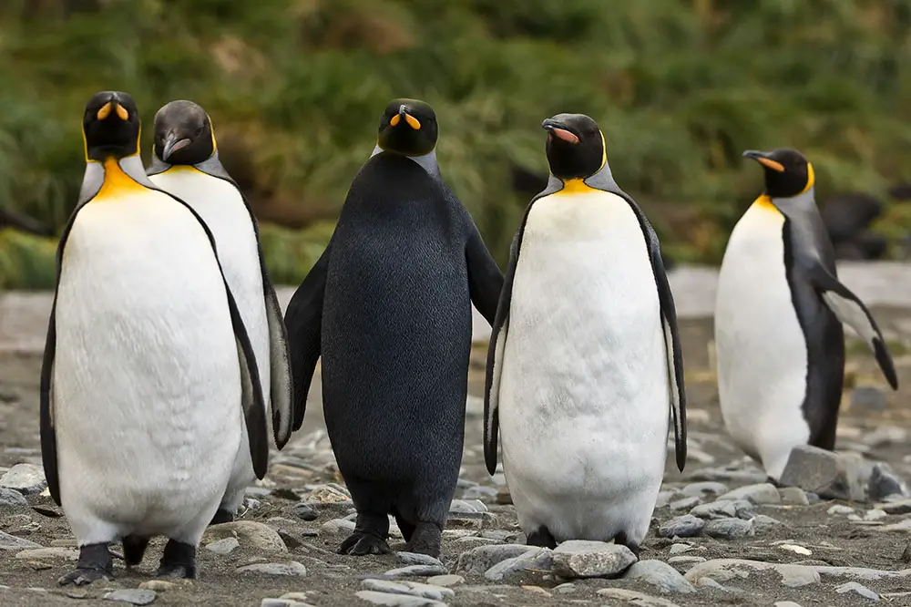 Melanistic King penguin with black ventral feathers