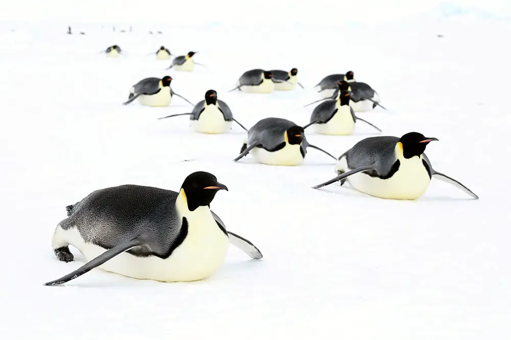 Emperor penguins tobogganing