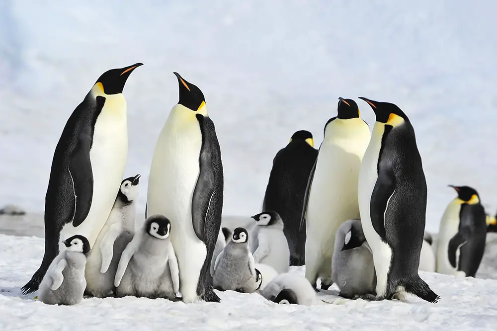 Group of Emperor penguins with chicks