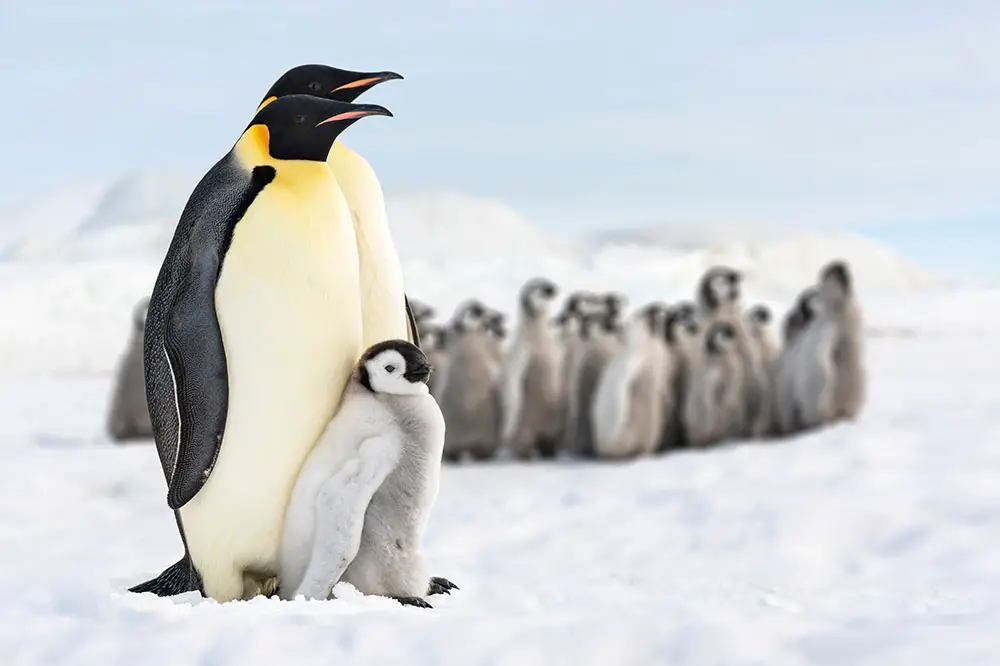 Pair of Emperor penguins with chicks