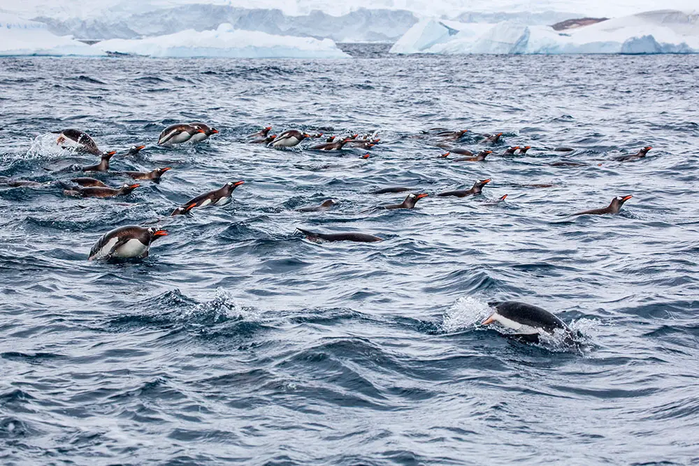 Group of gentoos swimming and exhibiting porpoising