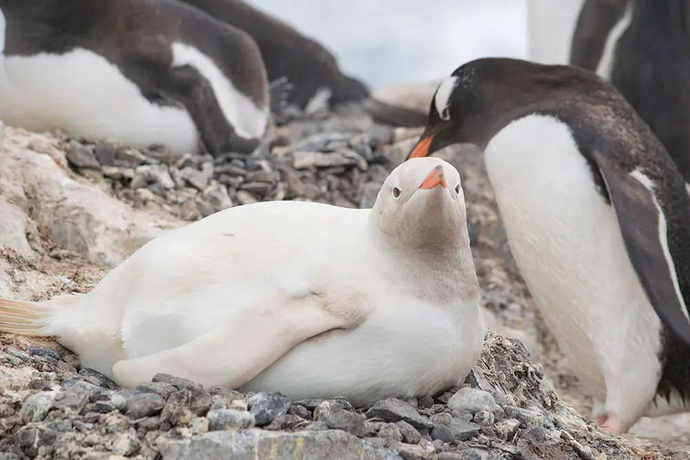 Leucistic gentoo