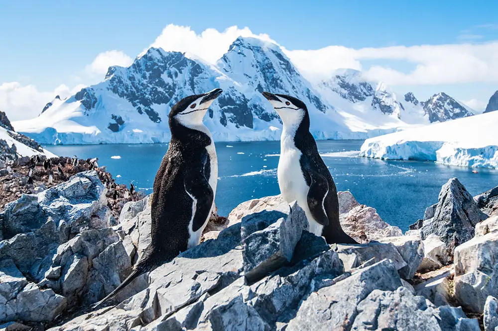 Pair of Chinstrap penguins with spectacular backdrop
