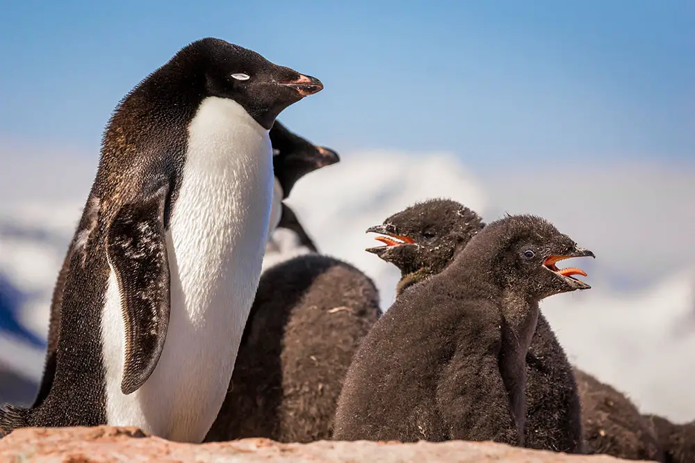 Adélie penguin with chicks