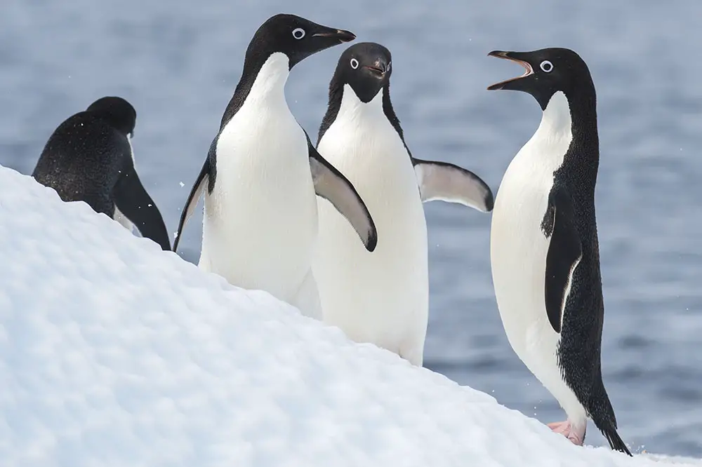 Group of adult Adélie penguins