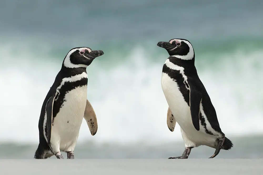 African banded penguins