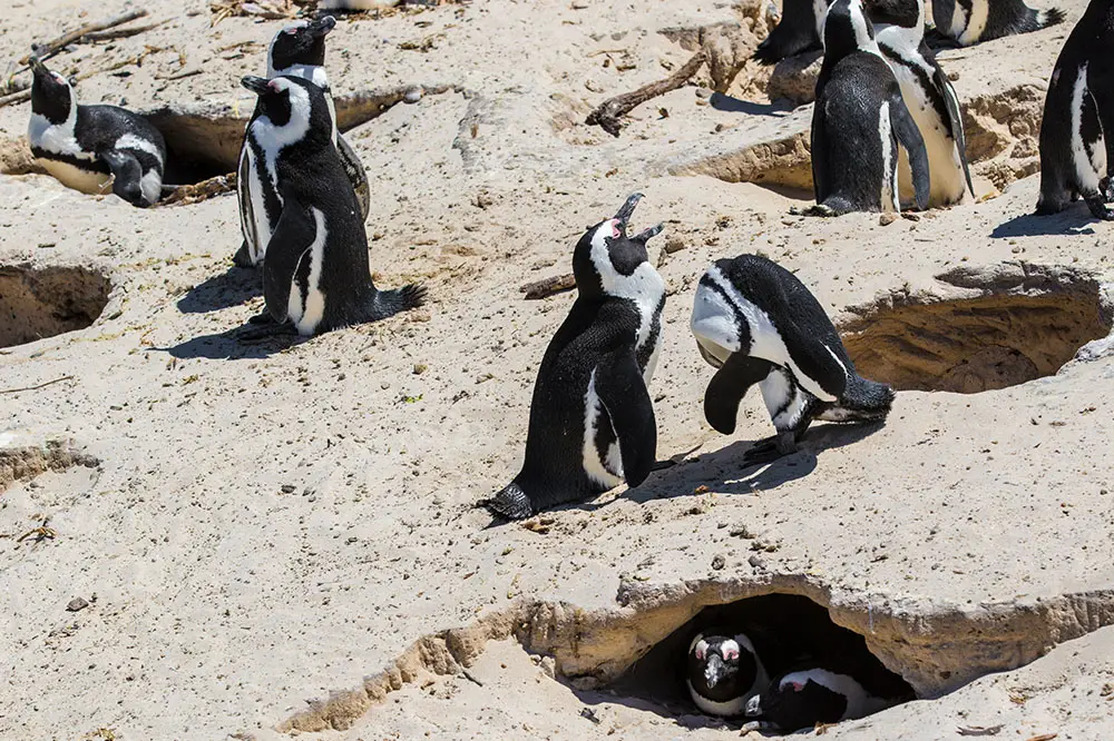 African penguins in their burrow nests
