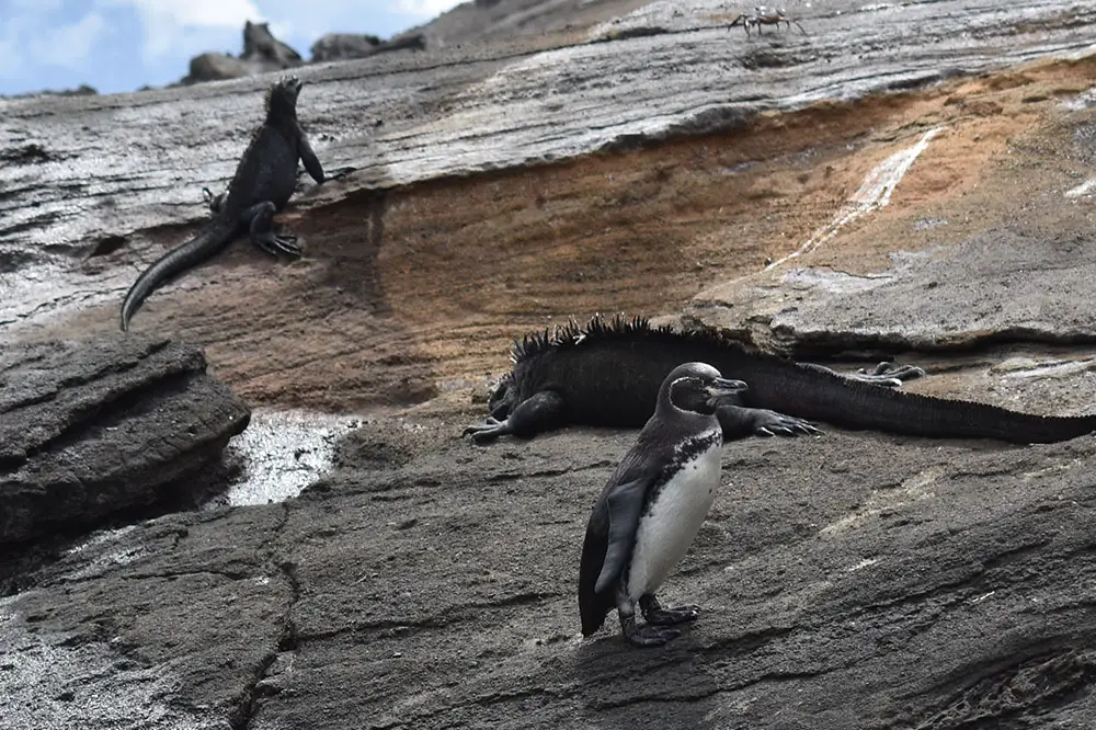Galapagos penguin with iguanas