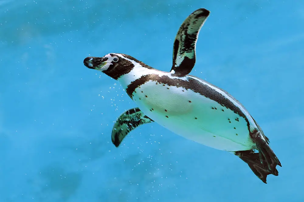 Humboldt penguin swimming