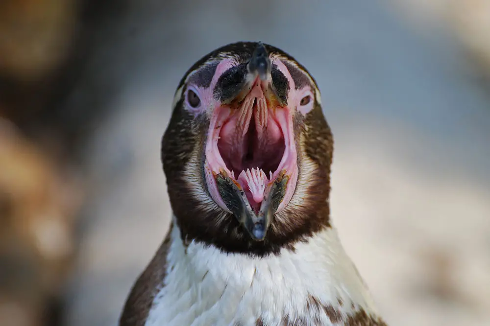 Humboldt penguin showing teeth-like papillae
