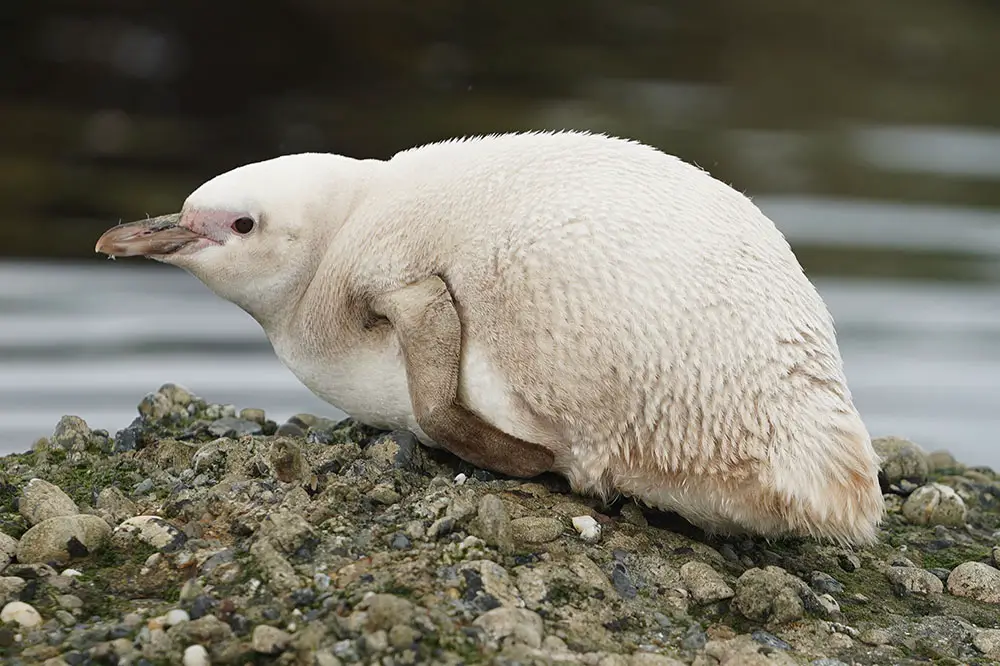 Albino Magellanic penguin