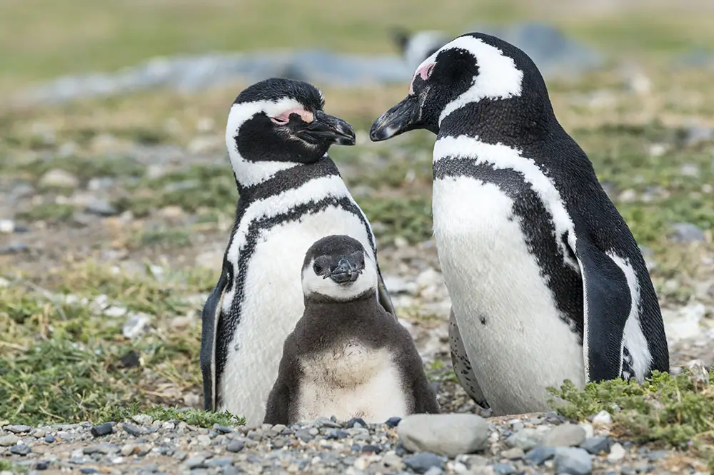 Family of Magellanic penguins