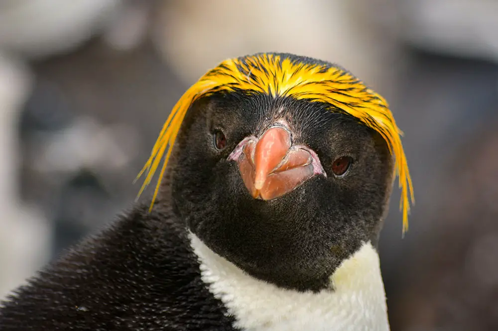 Macaroni penguin portrait